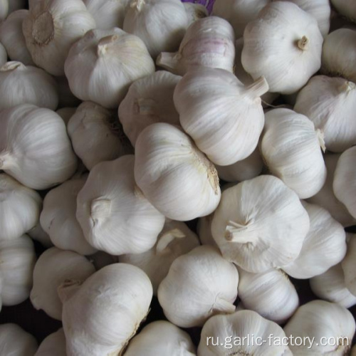 Новый урожай белого чеснока Цена в Цзинь Сян